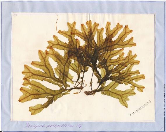 Dictyopteris polypodioides 29.jpg